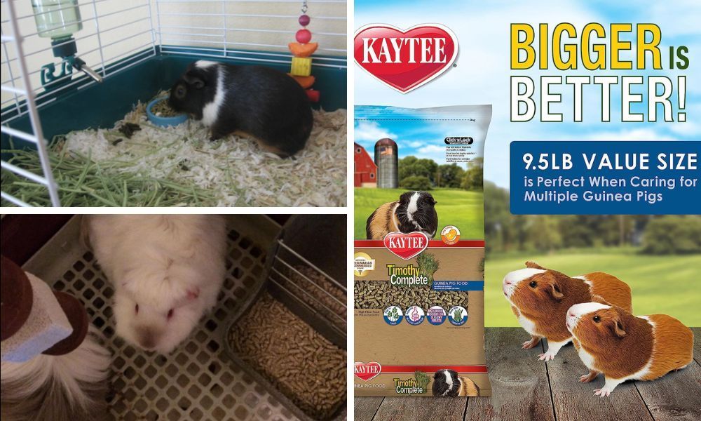 Kaytee Guinea Pig Food