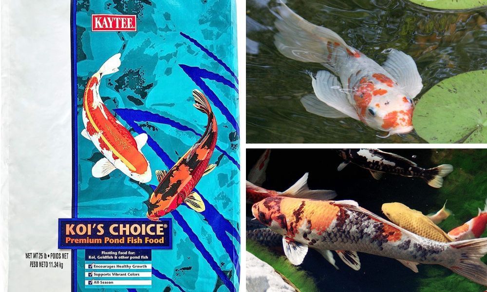 Kaytee Koi Food
