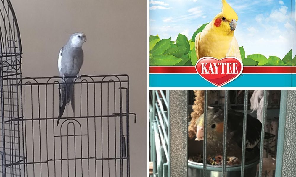 Kaytee Cockatiel Food