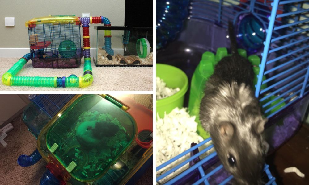 Kaytee Hamster Cage