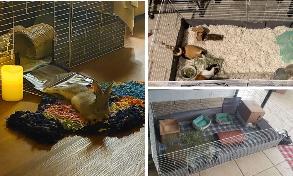 Kaytee open living habitat