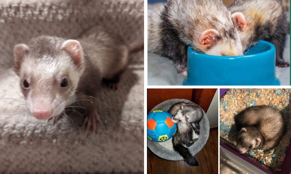 Zupreem Ferret Food