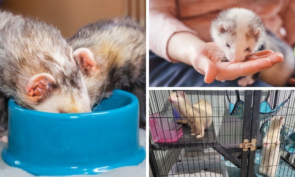 Zupreem Ferret Food