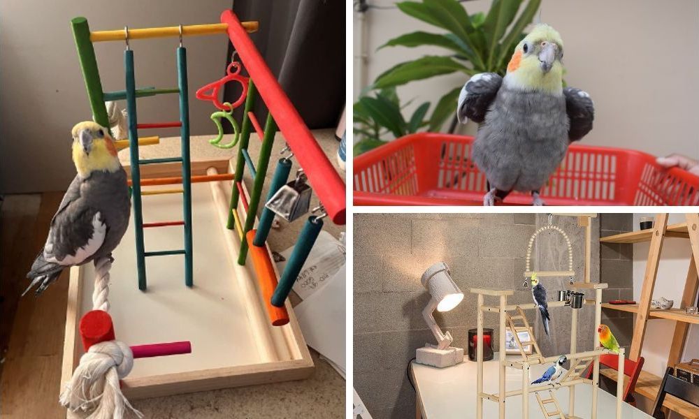 Cockatiel Playground