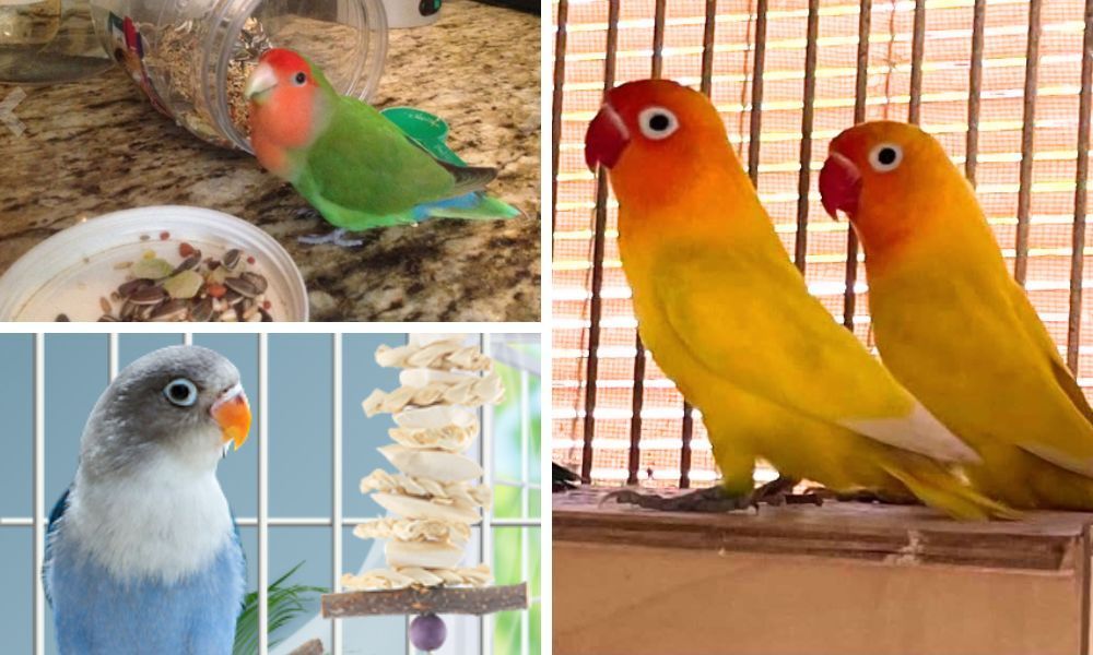 Love Birds Food