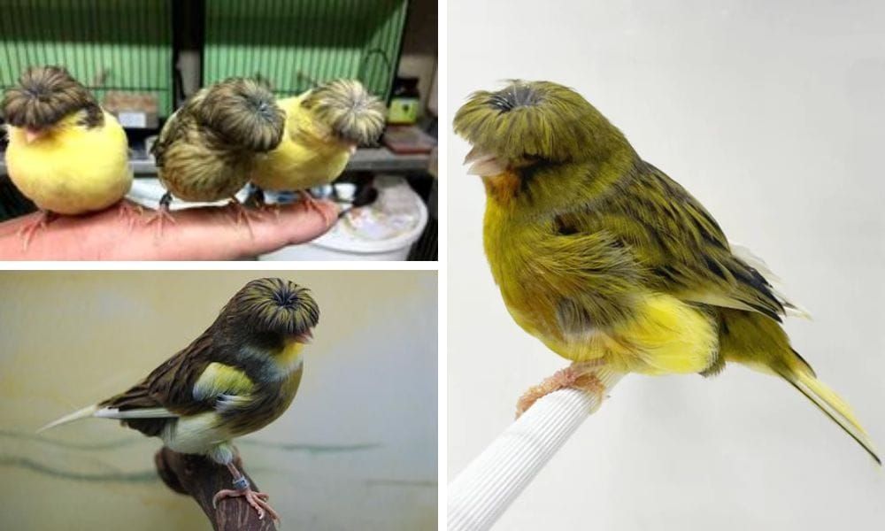Belgian Canary