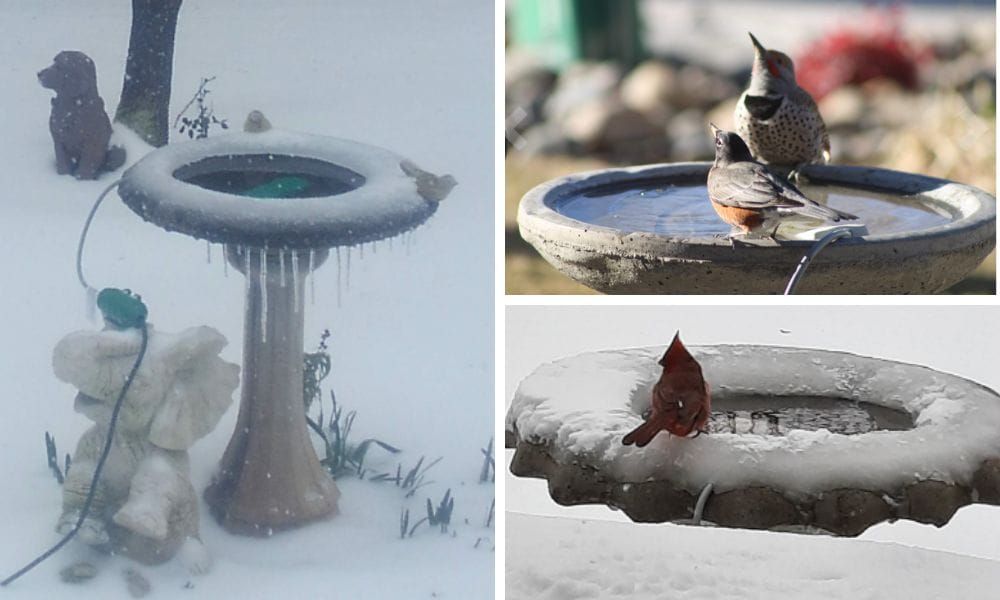 Bird Bath Heater