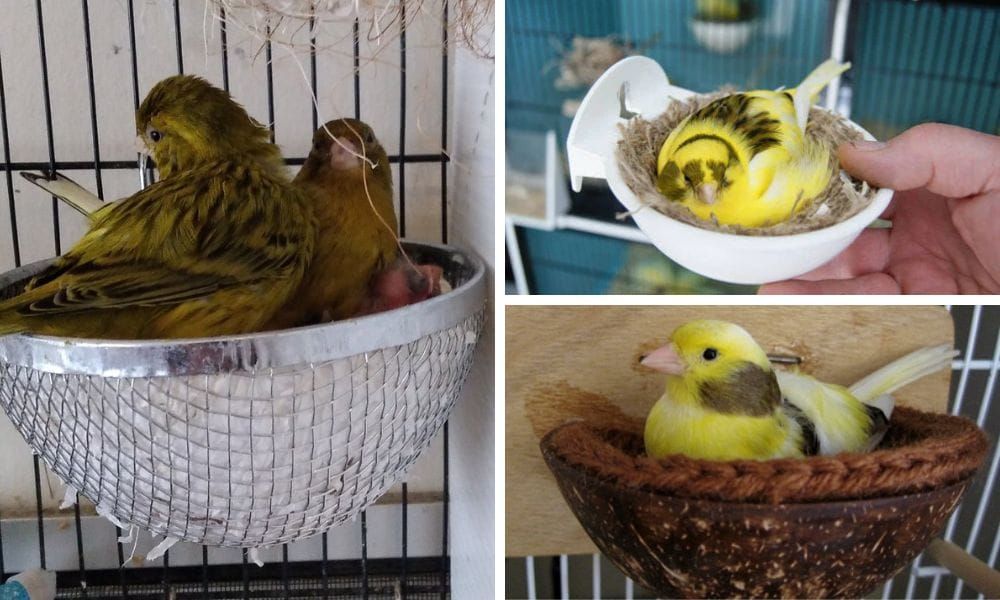 Canary Nest