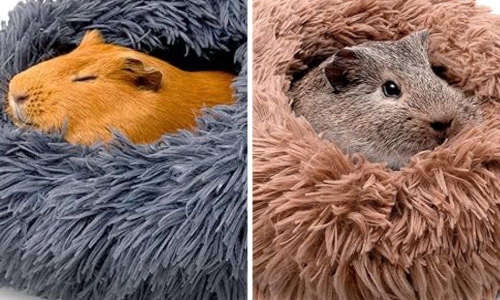 Do Guinea Pigs Hibernate?