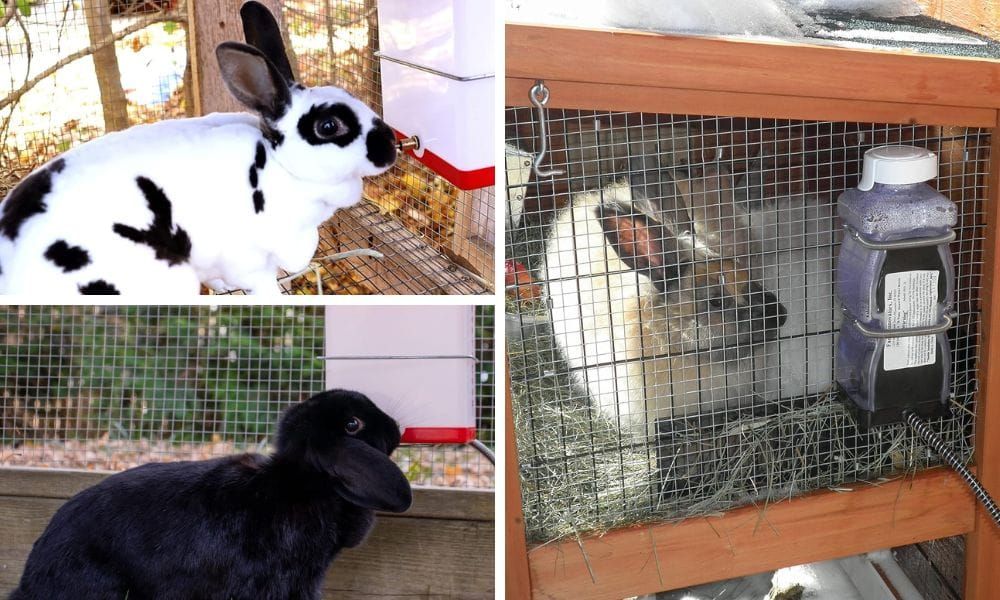 Heated Rabbit Water Bottle