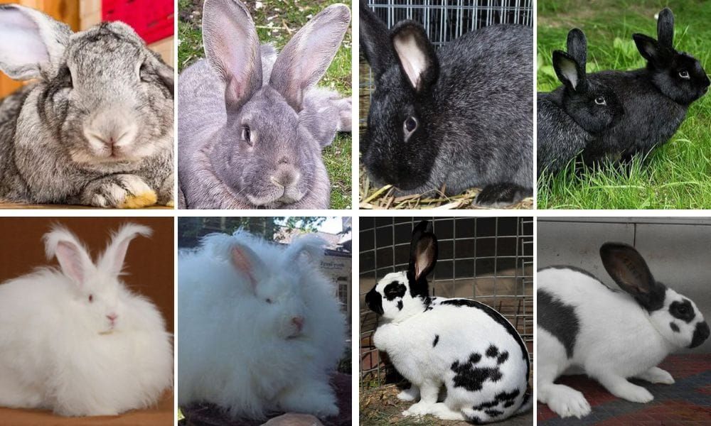 Large Rabbit Breeds