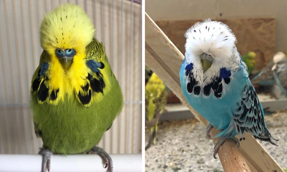 English Budgie