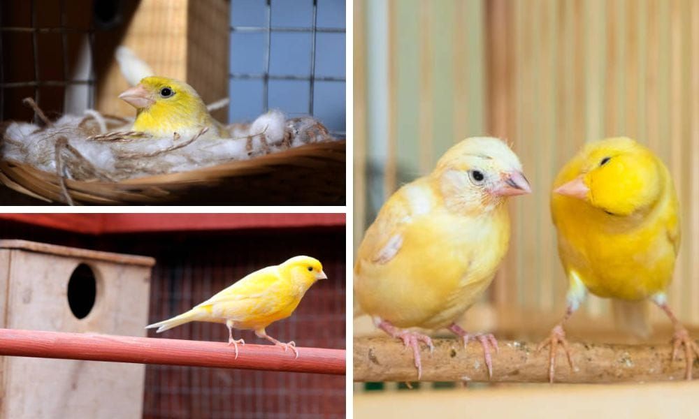 Canary nest