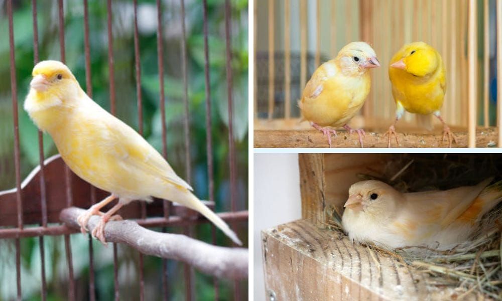 Canary Nest