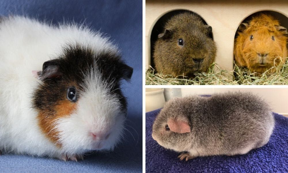 Rex Guinea Pig