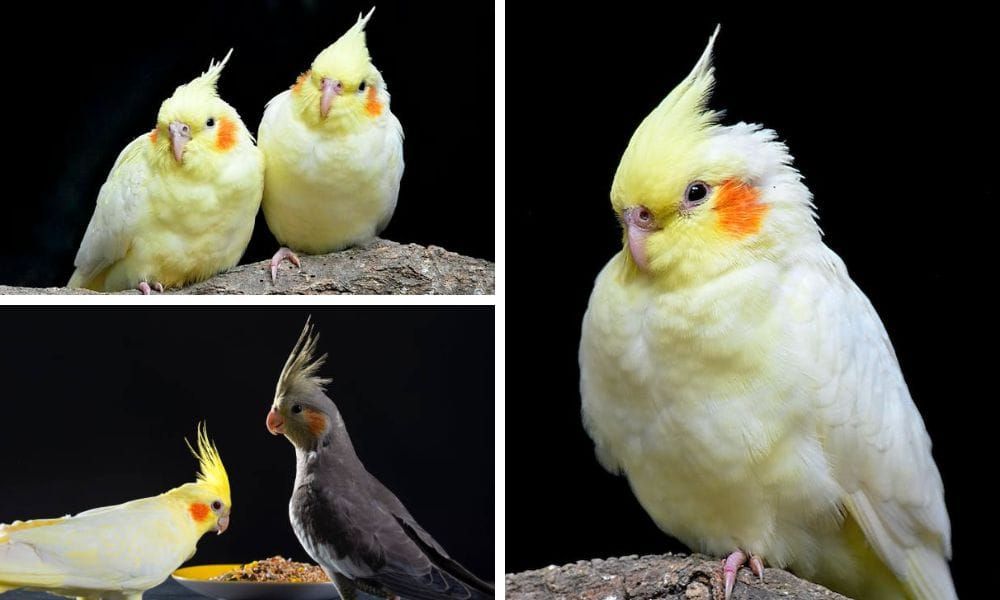 lutino cockatiel