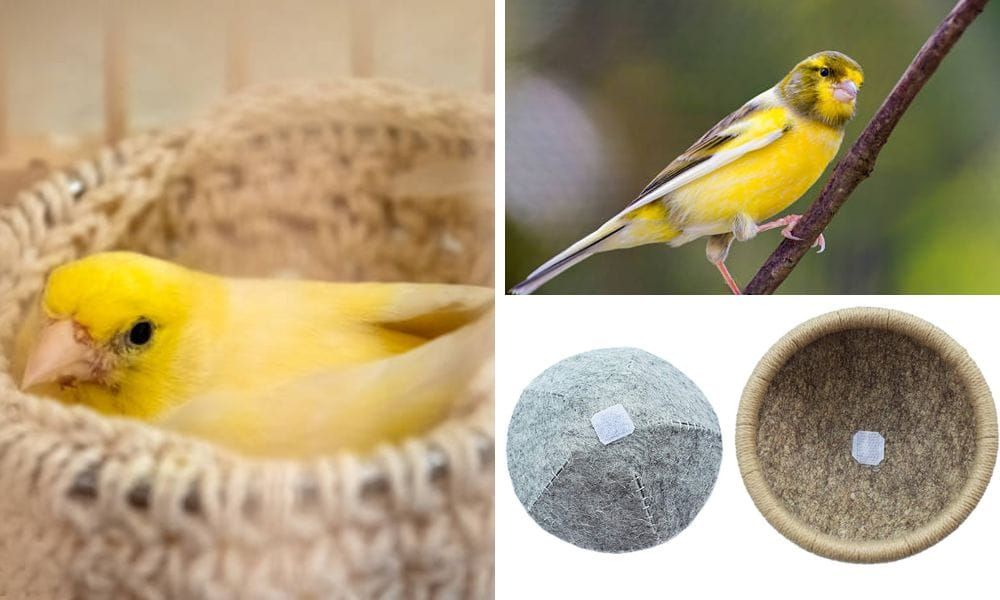Canary Nest 