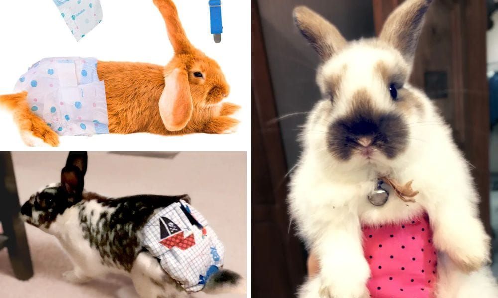 Rabbit Diapers