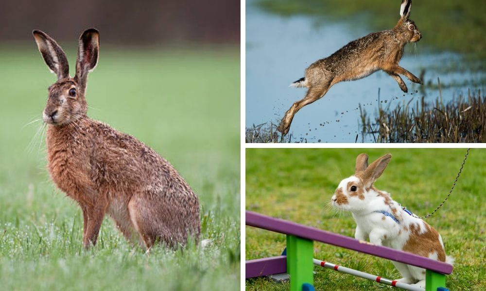 How High Can a Rabbit Jump
