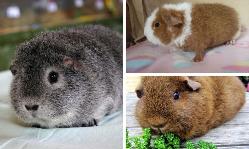 Rex Guinea Pig