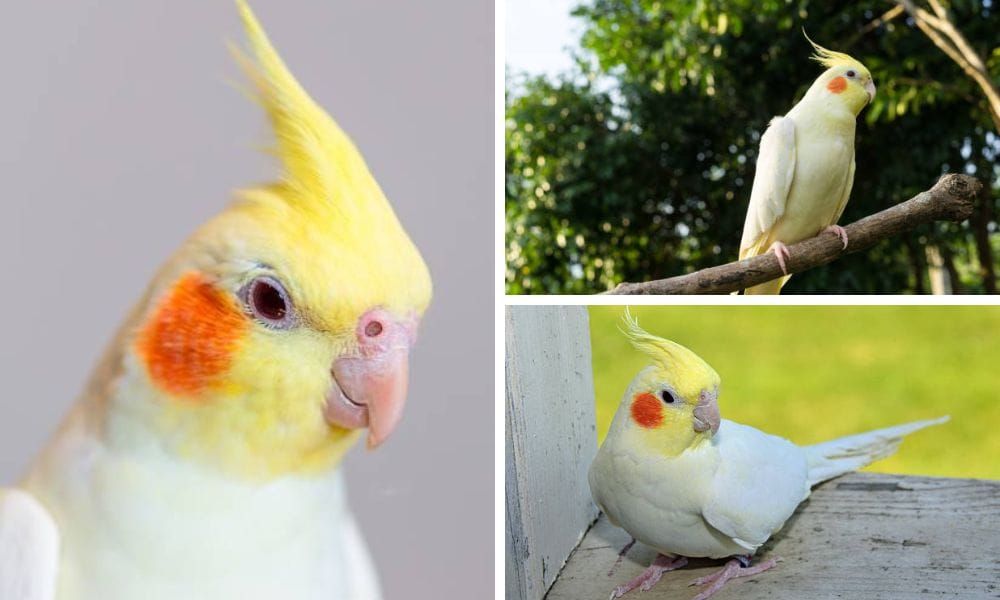lutino cockatiel