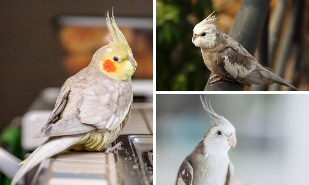 Cinnamon Cockatiel vs White-Faced Cockatiel: Key Differences