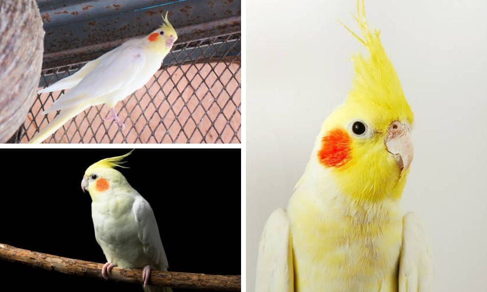 Yellow Cockatiel