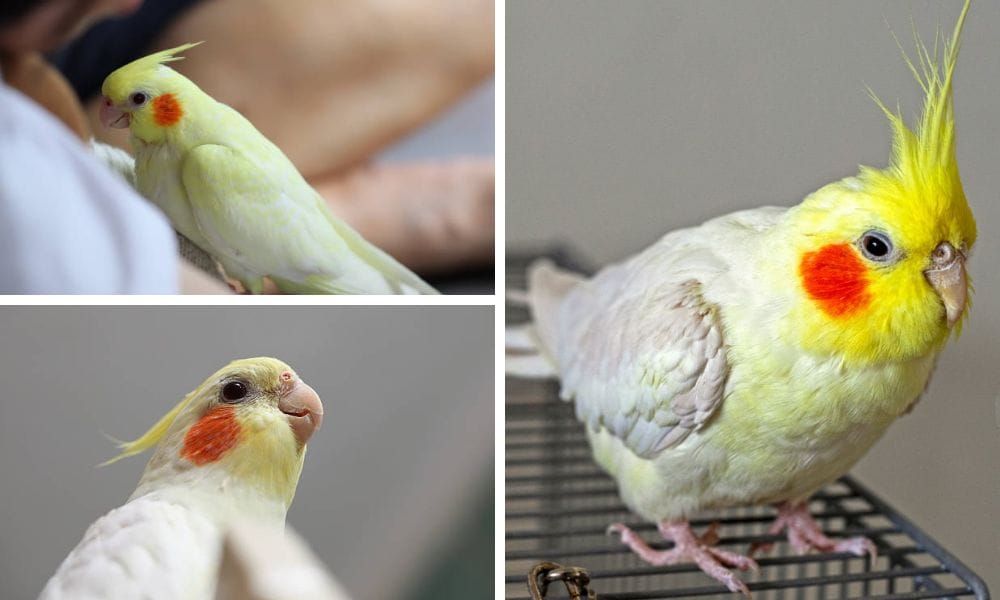 Yellow Cockatiel