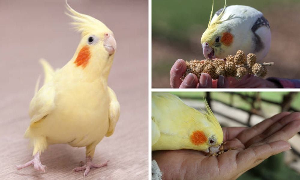 Yellow Cockatiel