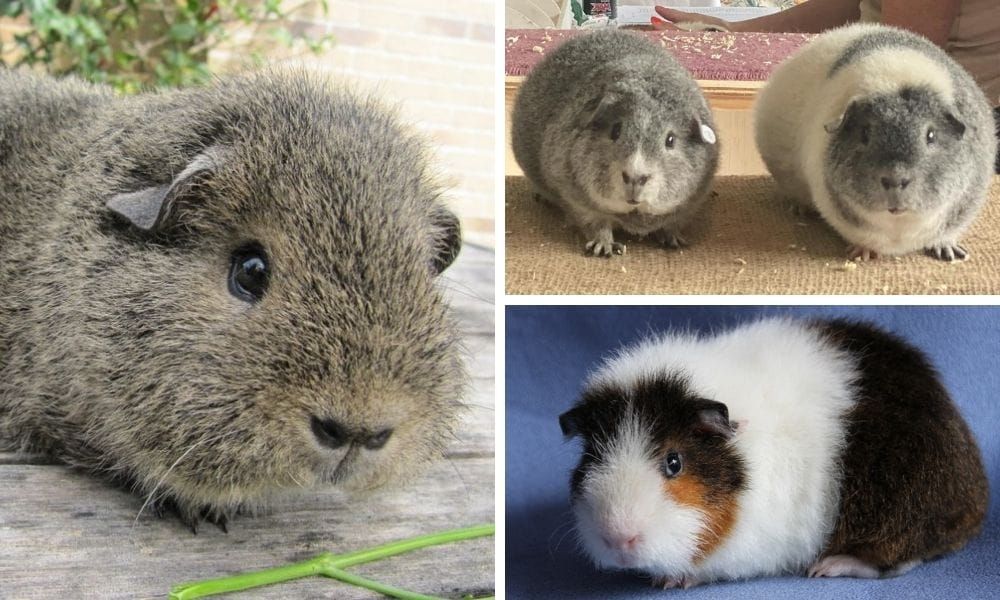 rex guinea pig