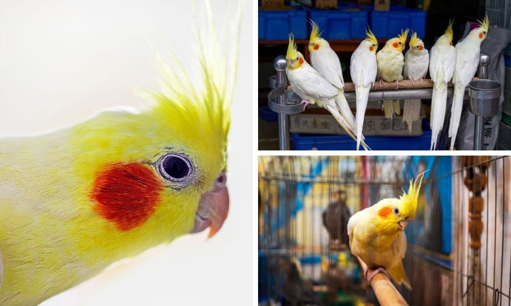 Yellow Cockatiel