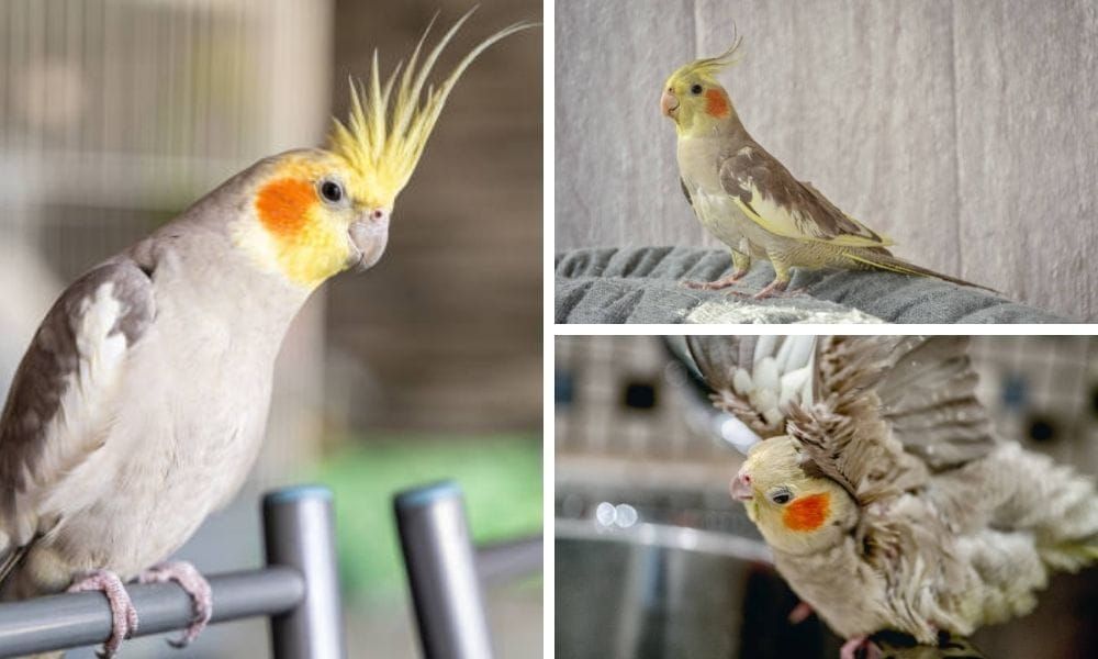 The Cinnamon Cockatiel is Singing: Understanding Their Unique Vocalizations