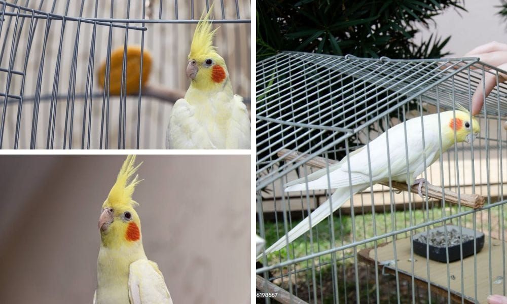 lutino cockatiel