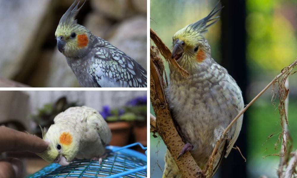 Pearl Cockatiel