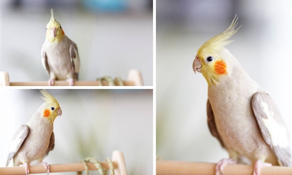 Understanding the Unique Traits of the Cinnamon Cockatiel