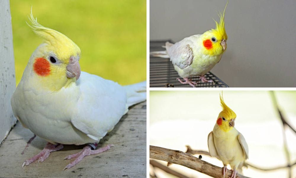 lutino cockatiel