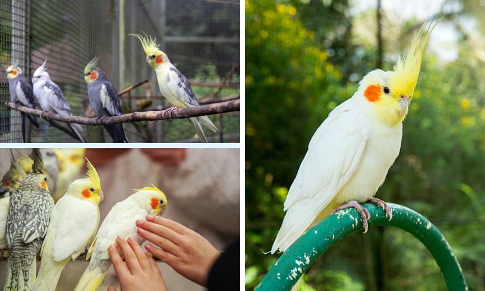 Yellow Cockatiel vs Other Varieties