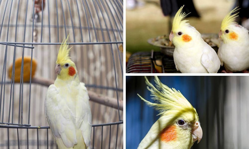 lutino cockatiel