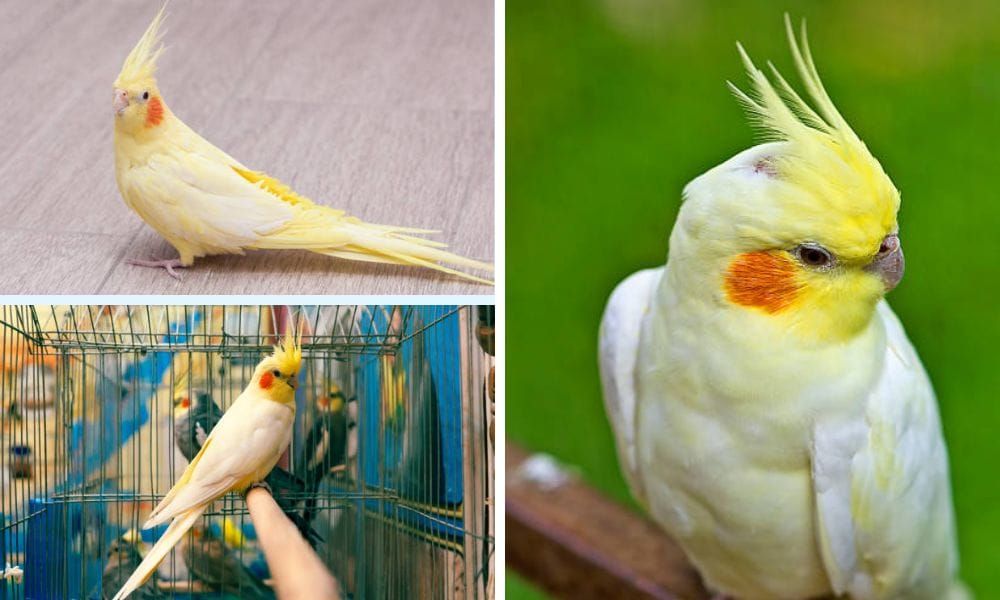 lutino cockatiel