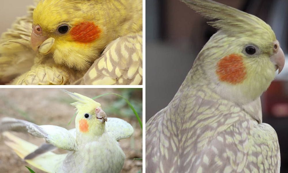Pearl Cockatiel