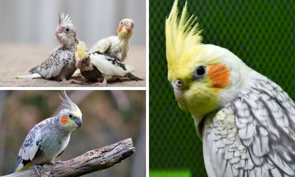 Pearl Cockatiel