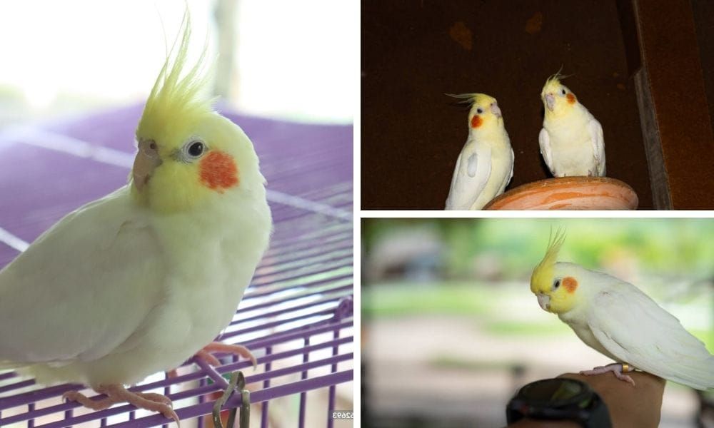 lutino cockatiel