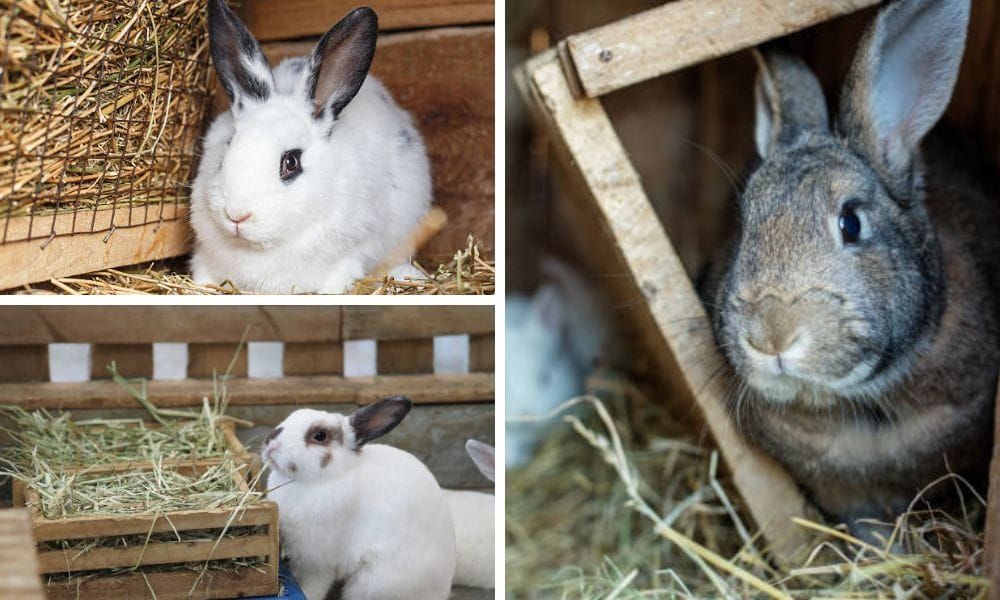 Rabbit Hay Feeder