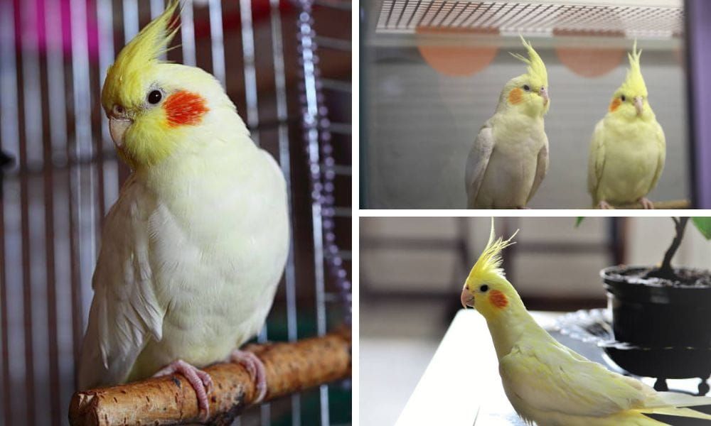 lutino cockatiel