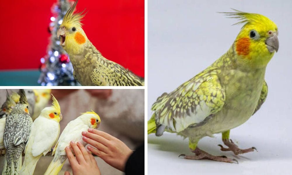 Pearl Cockatiel