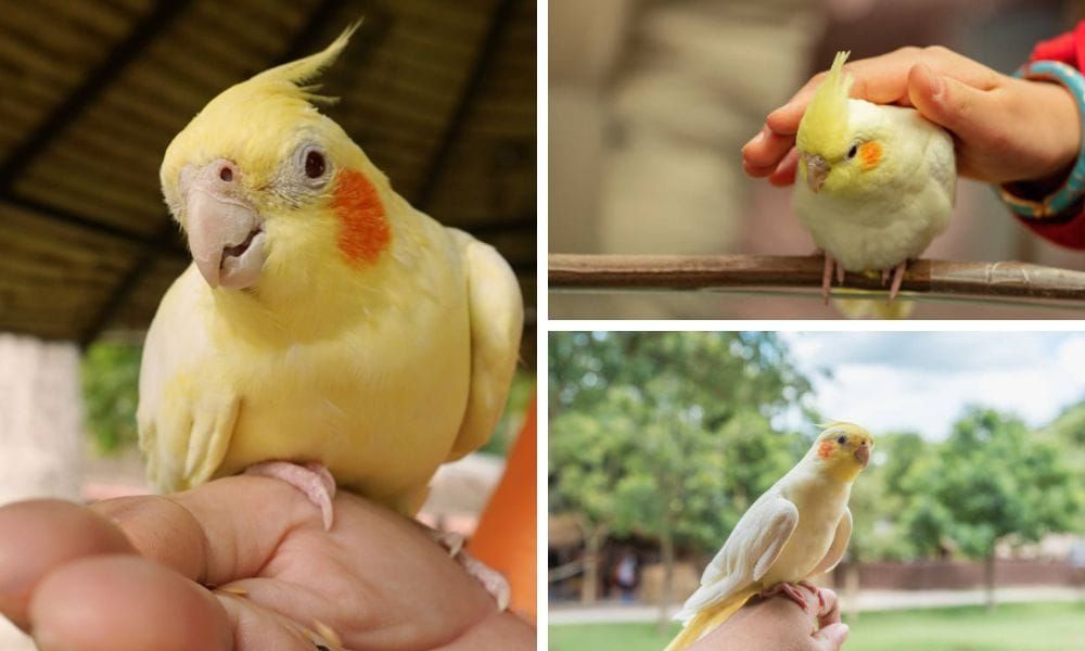 lutino cockatiel