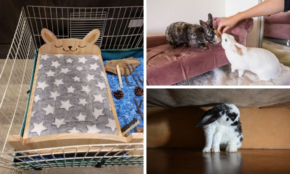 Rabbit Bed
