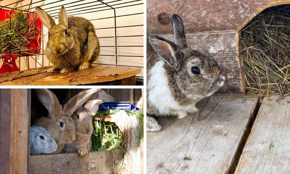Rabbit Nesting Box