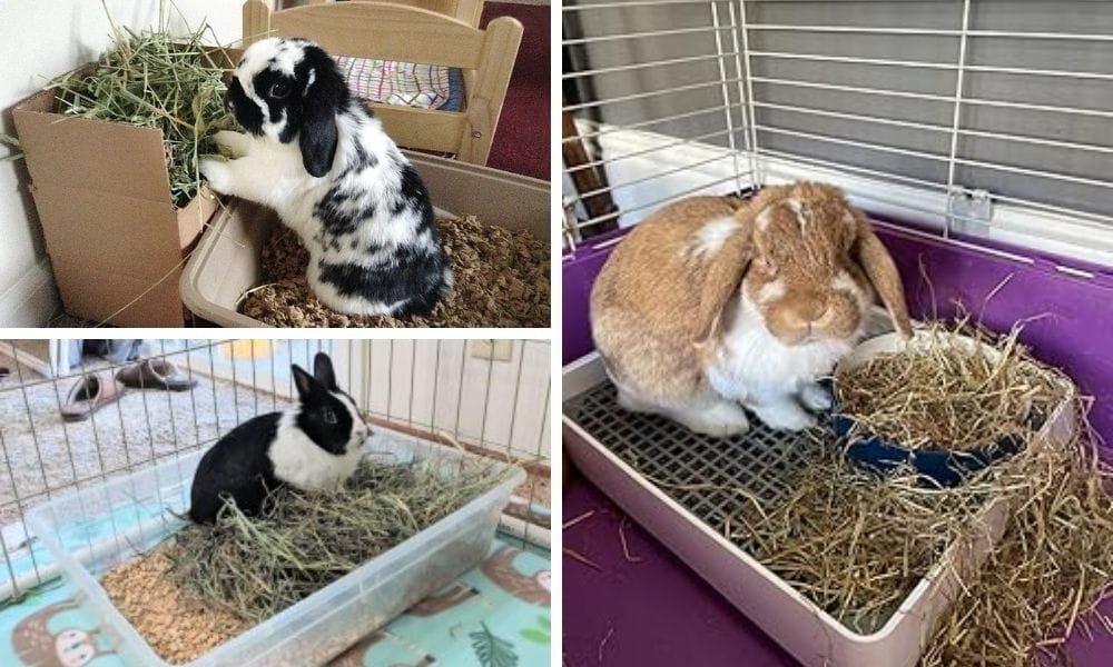 Litter Box for Rabbit