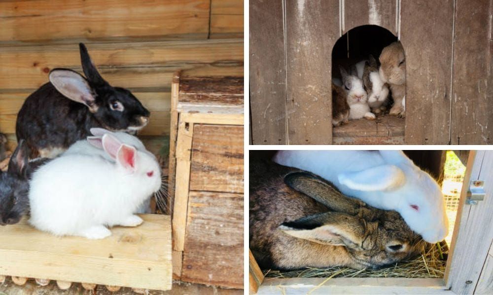 Rabbit Nesting Box